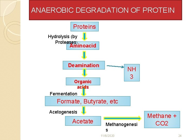 ANAEROBIC DEGRADATION OF PROTEIN Proteins Hydrolysis (by Proteases) Aminoacid Deamination NH 3 Organic acids