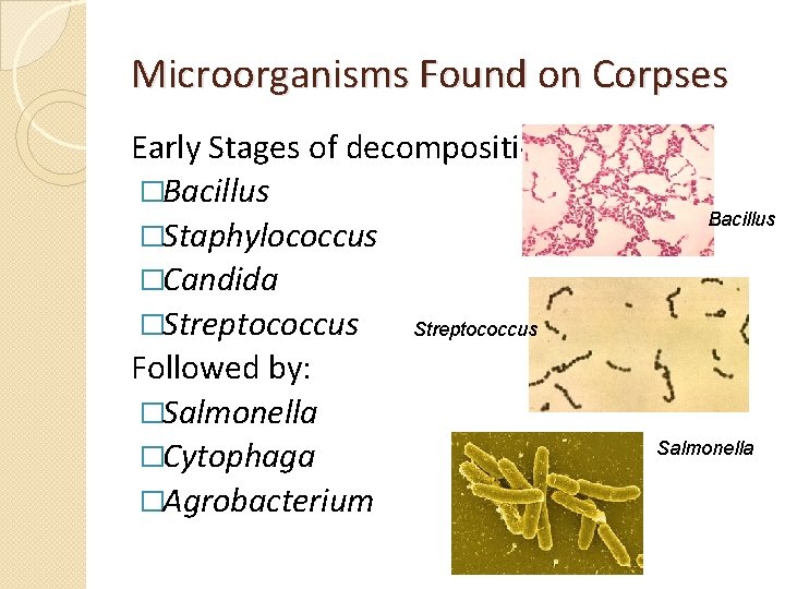 Microorganisms Found on Corpses Early Stages of decomposition: �Bacillus �Staphylococcus �Candida �Streptococcus Followed by: