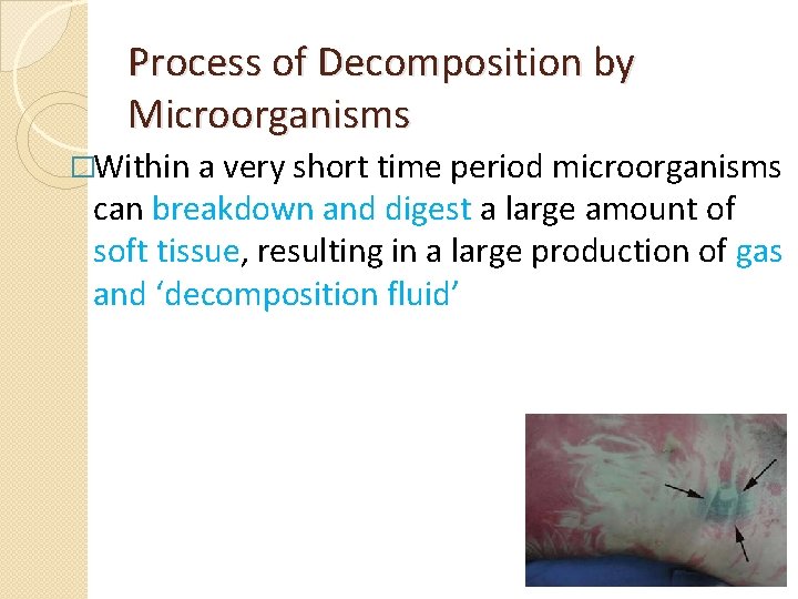 Process of Decomposition by Microorganisms �Within a very short time period microorganisms can breakdown