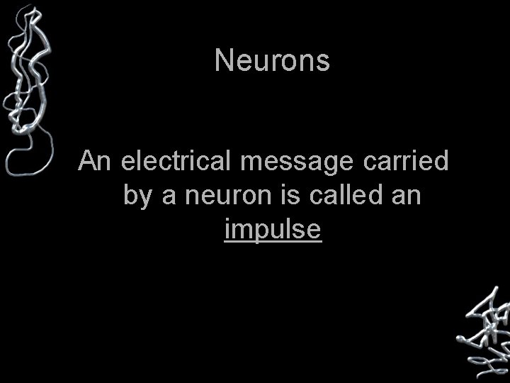 Neurons An electrical message carried by a neuron is called an impulse 