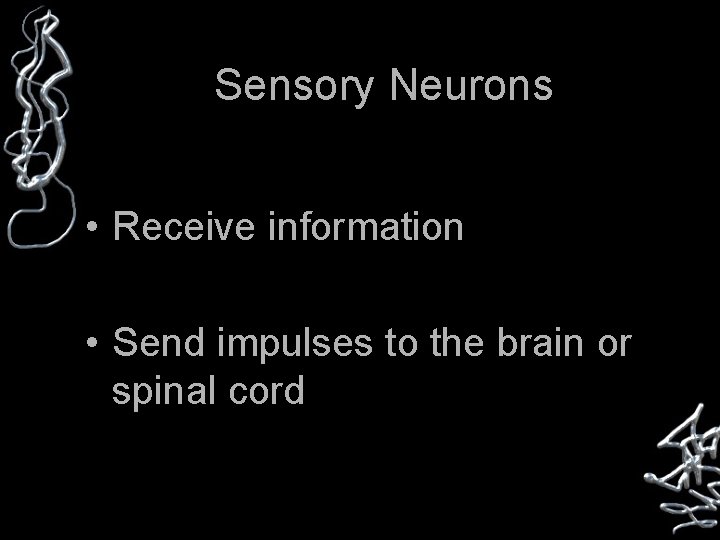 Sensory Neurons • Receive information • Send impulses to the brain or spinal cord