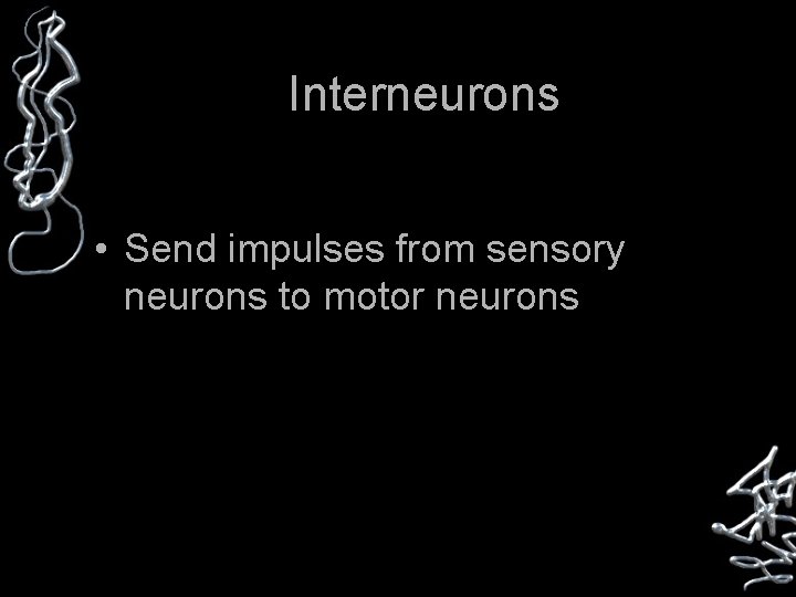 Interneurons • Send impulses from sensory neurons to motor neurons 