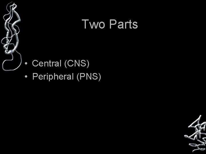 Two Parts • Central (CNS) • Peripheral (PNS) 