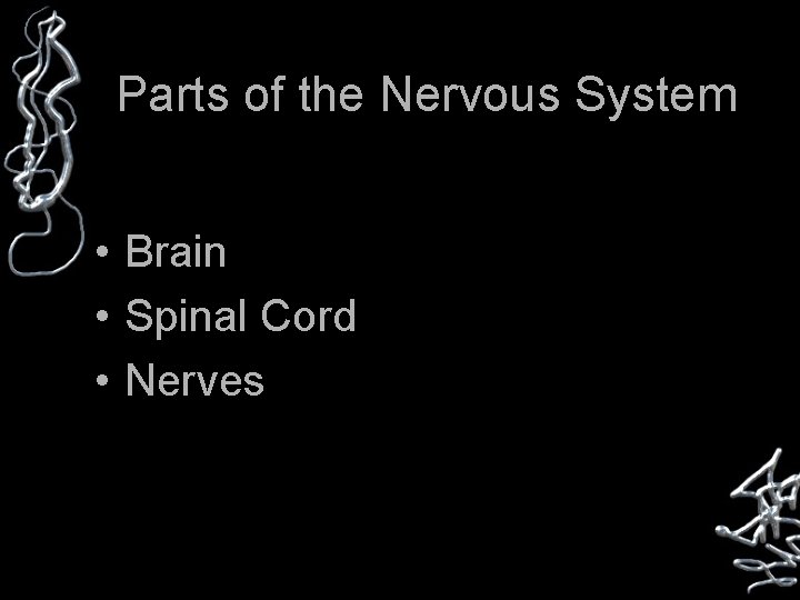 Parts of the Nervous System • Brain • Spinal Cord • Nerves 