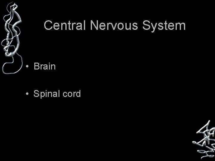 Central Nervous System • Brain • Spinal cord 