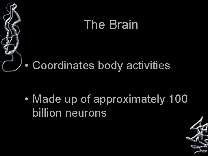 The Brain • Coordinates body activities • Made up of approximately 100 billion neurons