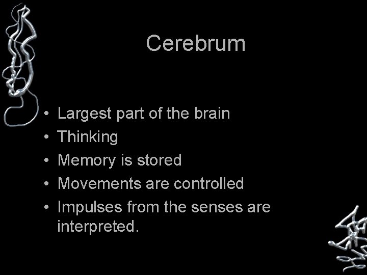 Cerebrum • • • Largest part of the brain Thinking Memory is stored Movements