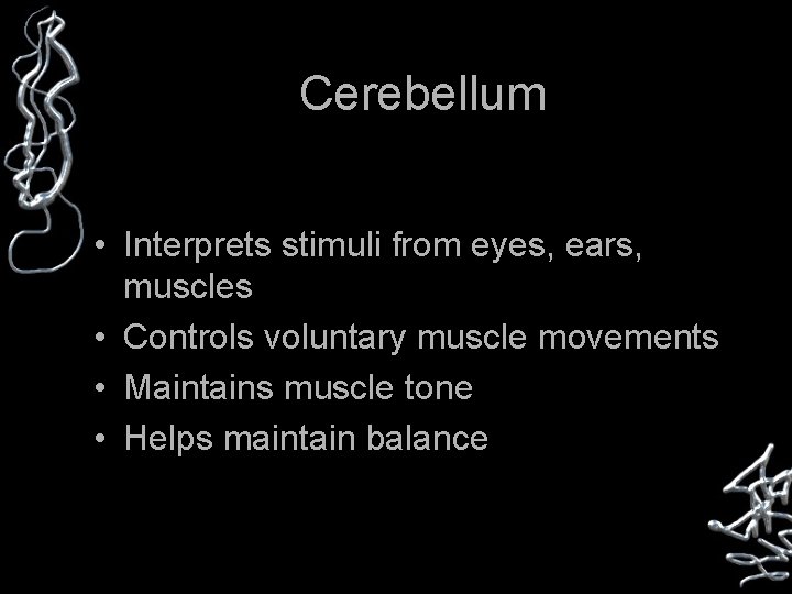 Cerebellum • Interprets stimuli from eyes, ears, muscles • Controls voluntary muscle movements •