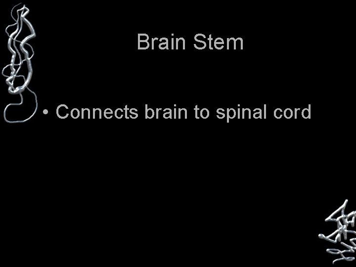 Brain Stem • Connects brain to spinal cord 