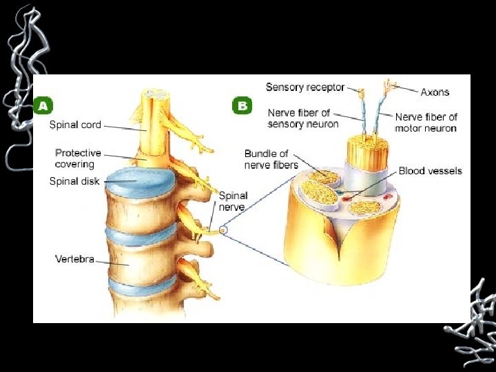  The Peripheral Nervous System Your brain Somatic and spinal and cord are Autonomic