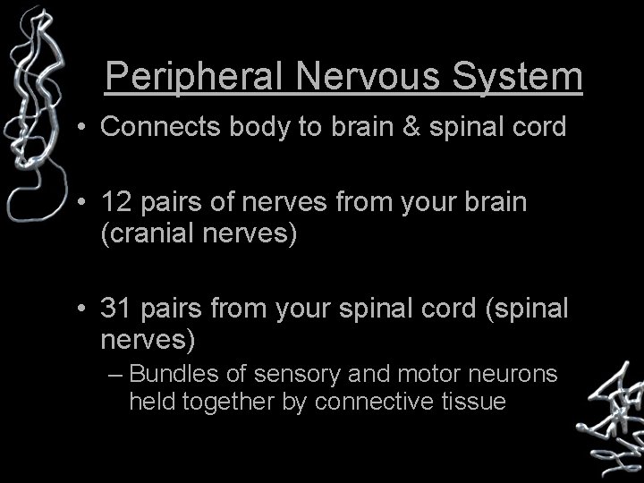 Peripheral Nervous System • Connects body to brain & spinal cord • 12 pairs