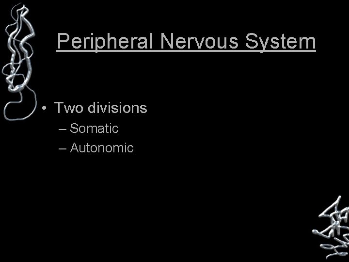 Peripheral Nervous System • Two divisions – Somatic – Autonomic 