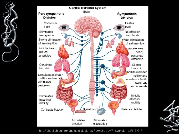  http: //abdellab. sunderland. ac. uk/lectures/Parmacology/Pics/anatomy/PNS. GIF 