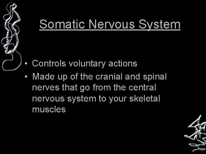 Somatic Nervous System • Controls voluntary actions • Made up of the cranial and