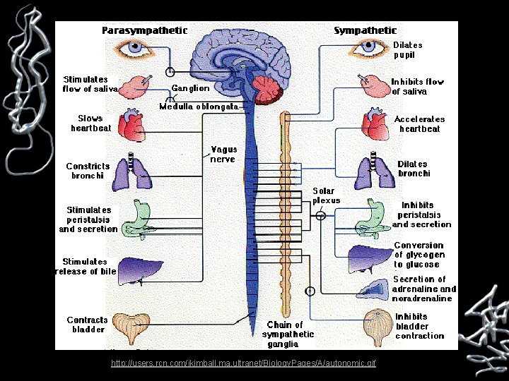 http: //users. rcn. com/jkimball. ma. ultranet/Biology. Pages/A/autonomic. gif 