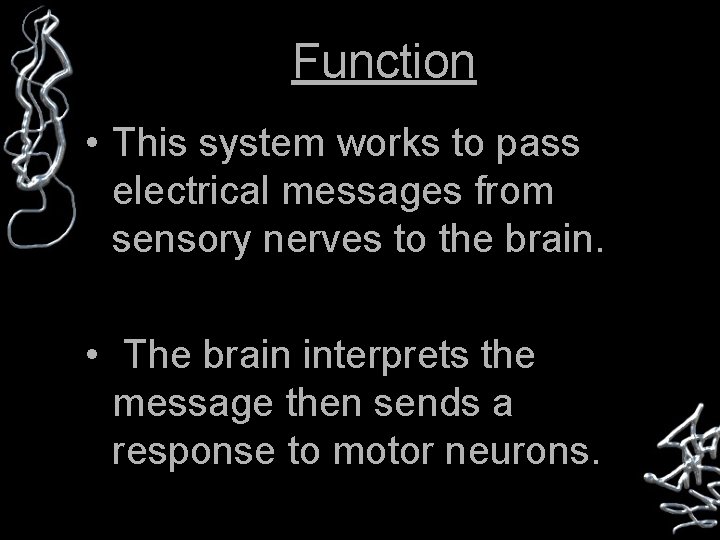 Function • This system works to pass electrical messages from sensory nerves to the