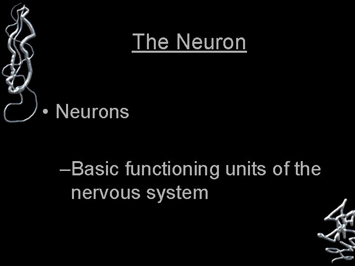 The Neuron • Neurons –Basic functioning units of the nervous system 