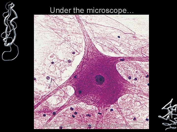 Under the microscope… http: //35. 9. 122. 184/images/40 -Animal. Structure. And. Function/ 
