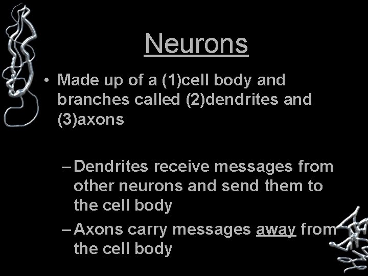 Neurons • Made up of a (1)cell body and branches called (2)dendrites and (3)axons