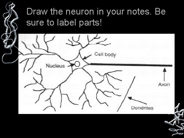 Draw the neuron in your notes. Be sure to label parts! Any message carried