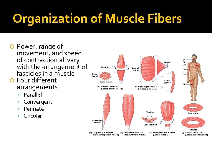 Organization of Muscle Fibers Power, range of movement, and speed of contraction all vary