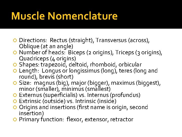 Muscle Nomenclature Directions: Rectus (straight), Transversus (across), Oblique (at an angle) Number of heads: