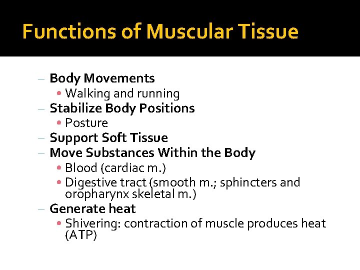 Functions of Muscular Tissue – Body Movements – – • Walking and running Stabilize