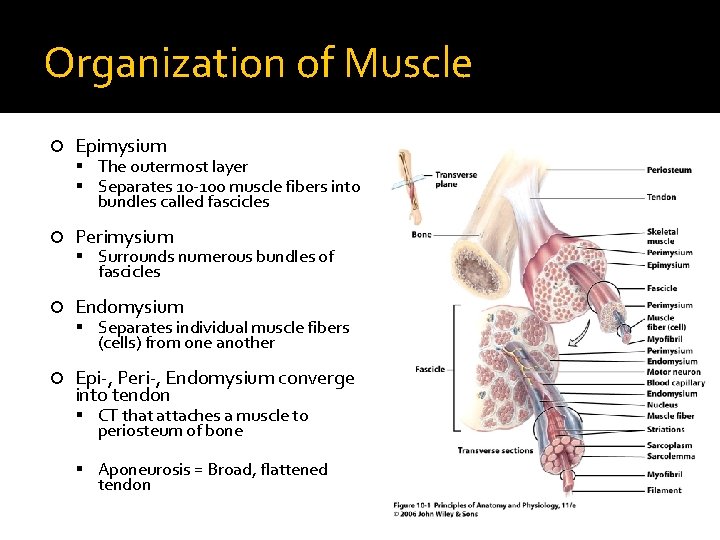 Organization of Muscle Epimysium The outermost layer Separates 10 -100 muscle fibers into bundles