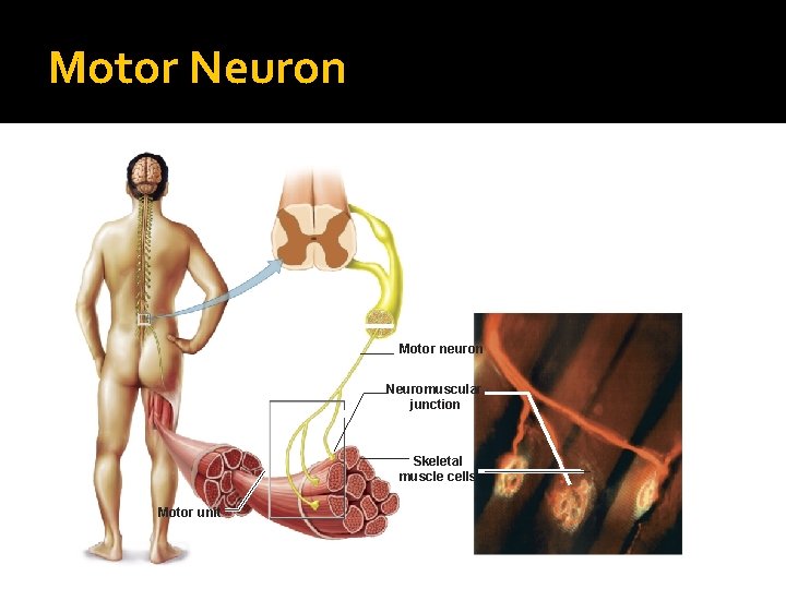 Motor Neuron Motor neuron Neuromuscular junction Skeletal muscle cells Motor unit 