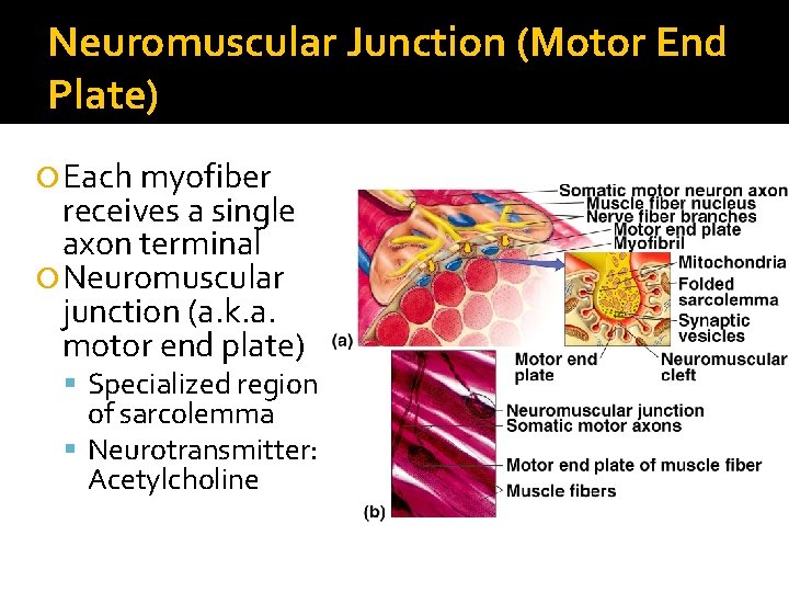 Neuromuscular Junction (Motor End Plate) Each myofiber receives a single axon terminal Neuromuscular junction