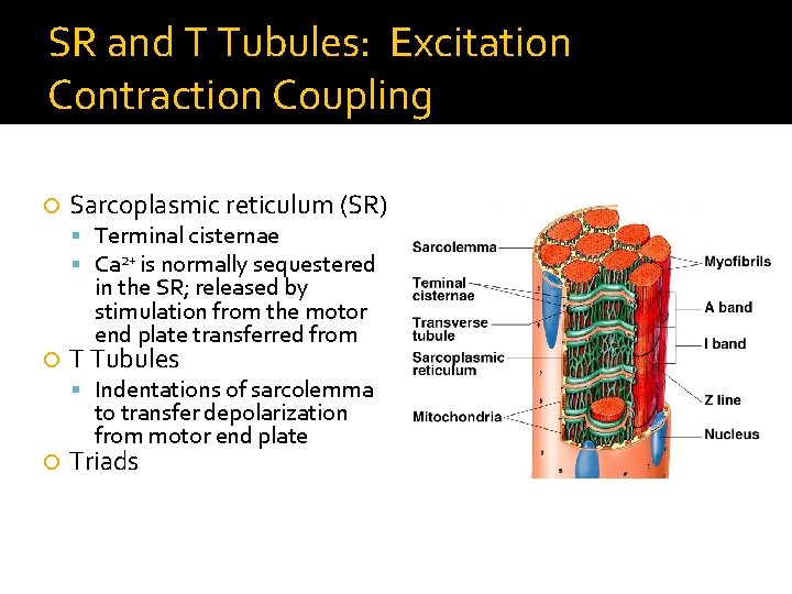 SR and T Tubules: Excitation Contraction Coupling Sarcoplasmic reticulum (SR) Terminal cisternae Ca 2+