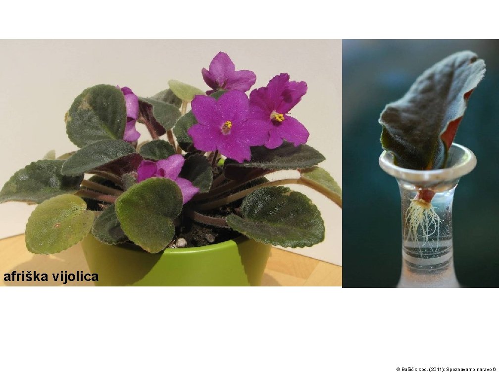 afriška vijolica močvirska logarica – Fritillaria meleagris © Bačič s sod. (2011): Spoznavamo naravo