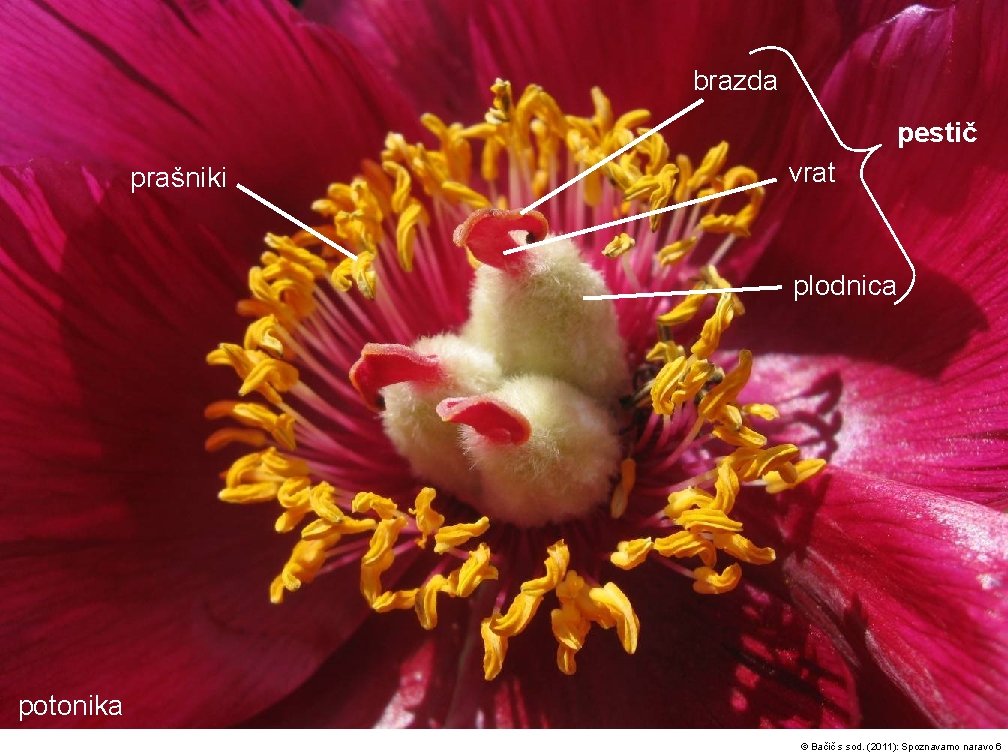 brazda pestič prašniki vrat plodnica potonika © Bačič s sod. (2011): Spoznavamo naravo 6
