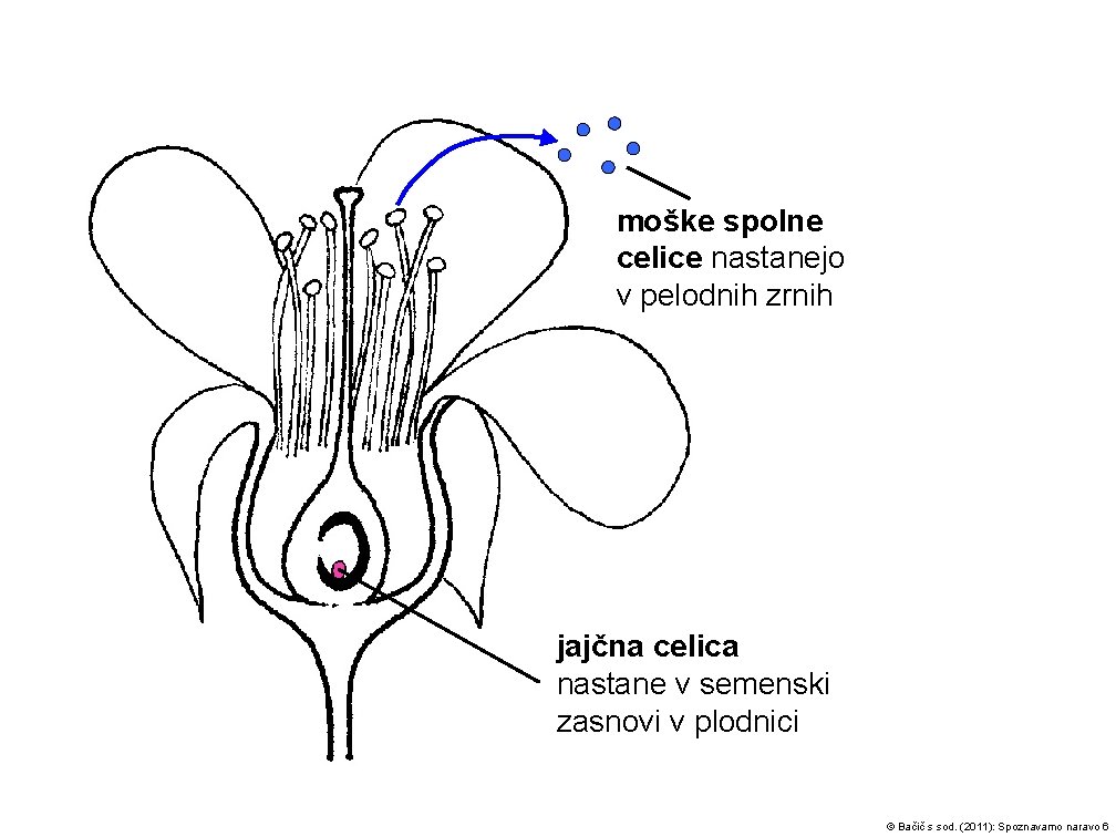 moške spolne celice nastanejo v pelodnih zrnih jajčna celica nastane v semenski zasnovi v