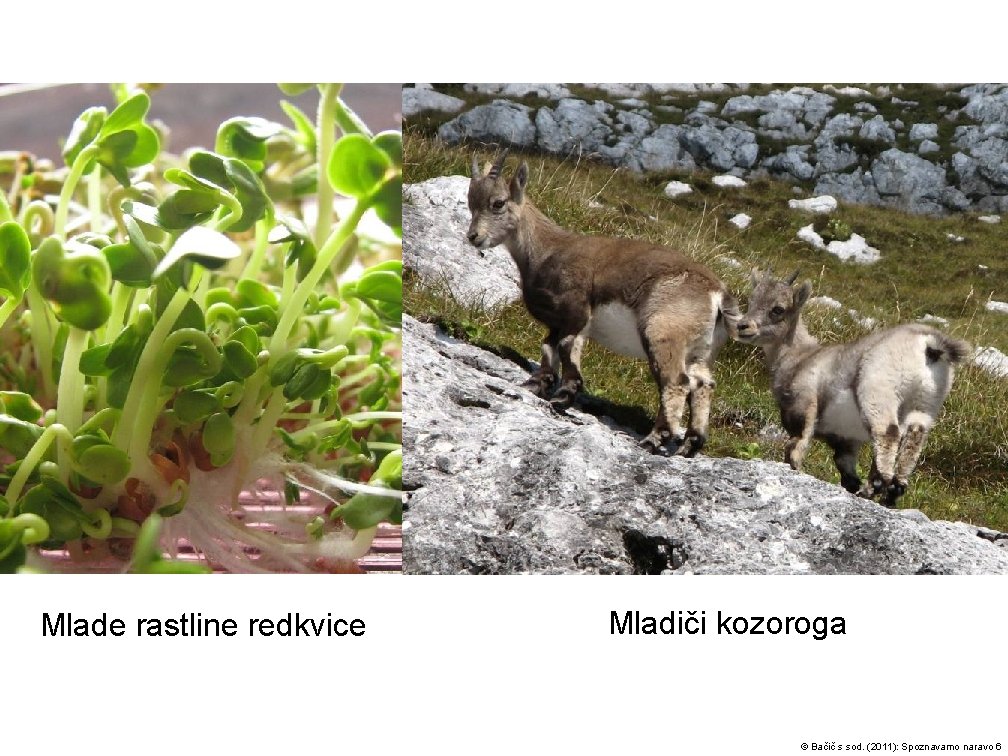 Mlade rastline redkvice Mladiči kozoroga © Bačič s sod. (2011): Spoznavamo naravo 6 