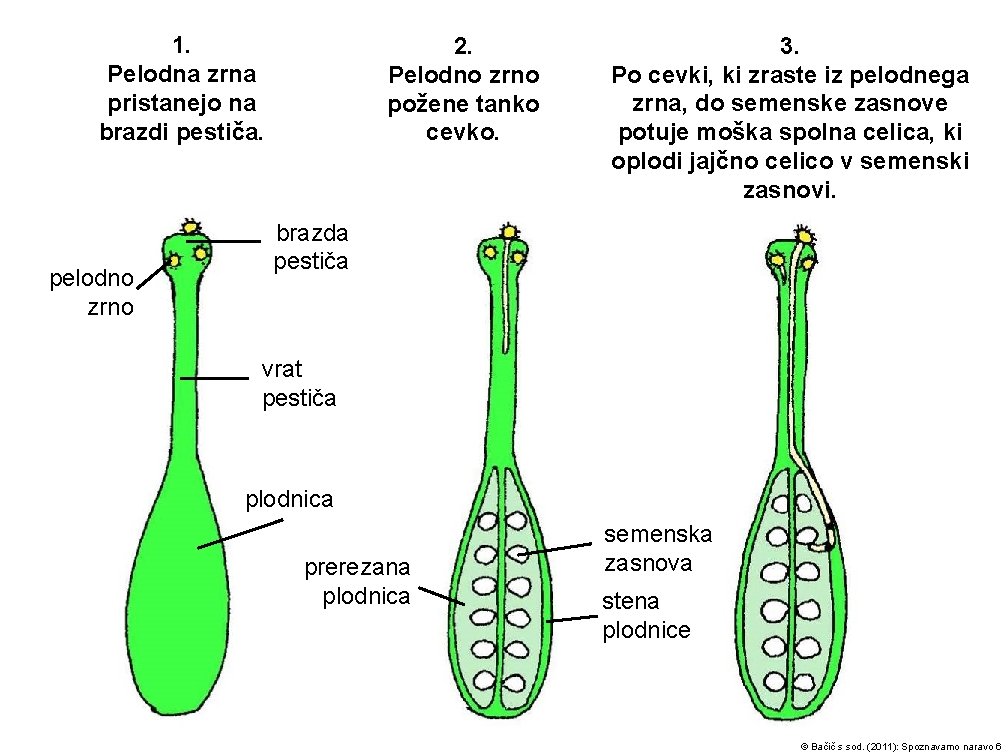 1. Pelodna zrna pristanejo na brazdi pestiča. pelodno zrno 2. Pelodno zrno požene tanko