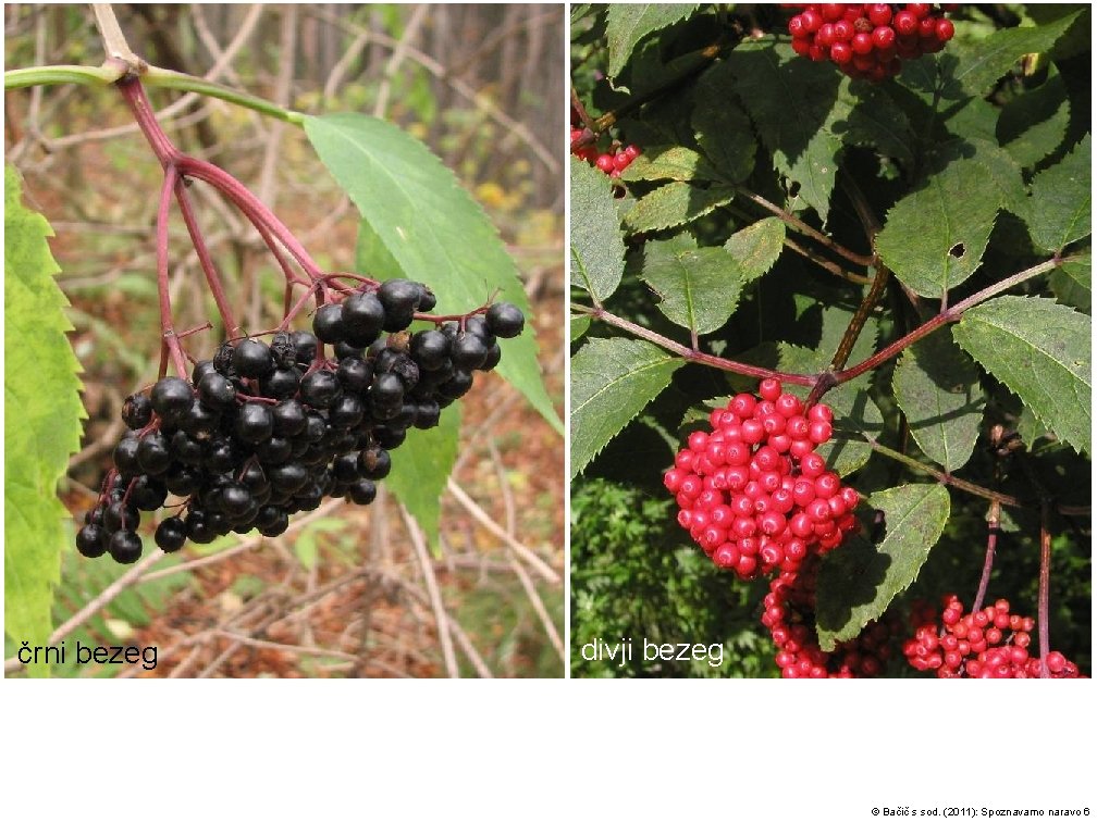 črni bezeg divji bezeg alpska vrba – Salix alpina © Bačič s sod. (2011):