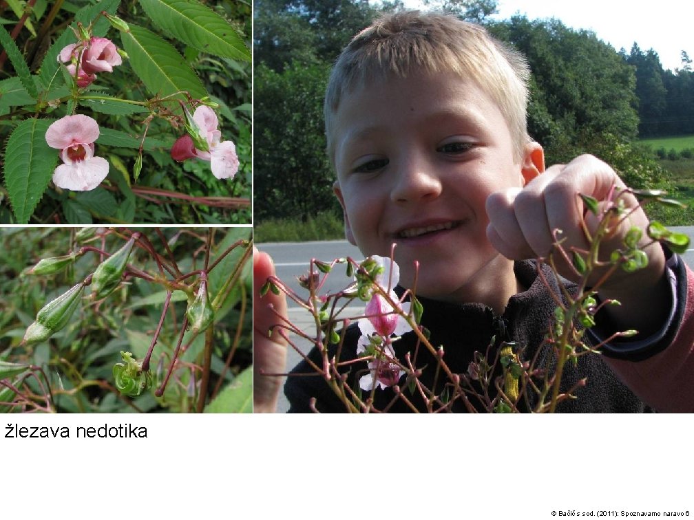 žlezava nedotika veliki nadlišček © Bačič s sod. (2011): Spoznavamo naravo 6 