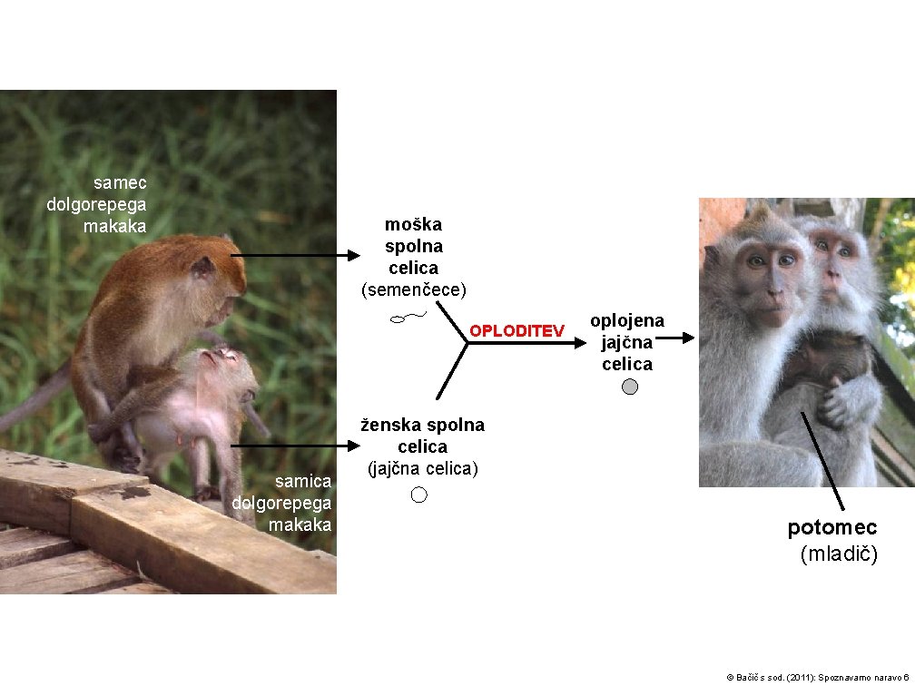 samec dolgorepega makaka moška spolna celica (semenčece) OPLODITEV samica dolgorepega makaka oplojena jajčna celica