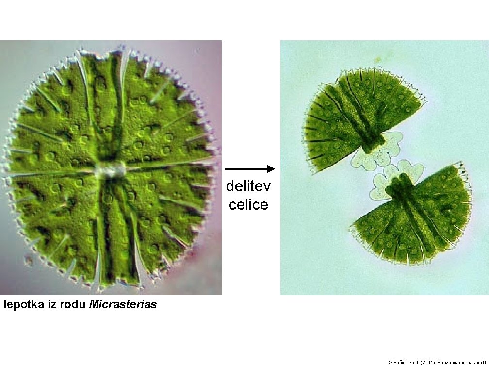 delitev celice lepotka iz rodu Micrasterias © Bačič s sod. (2011): Spoznavamo naravo 6