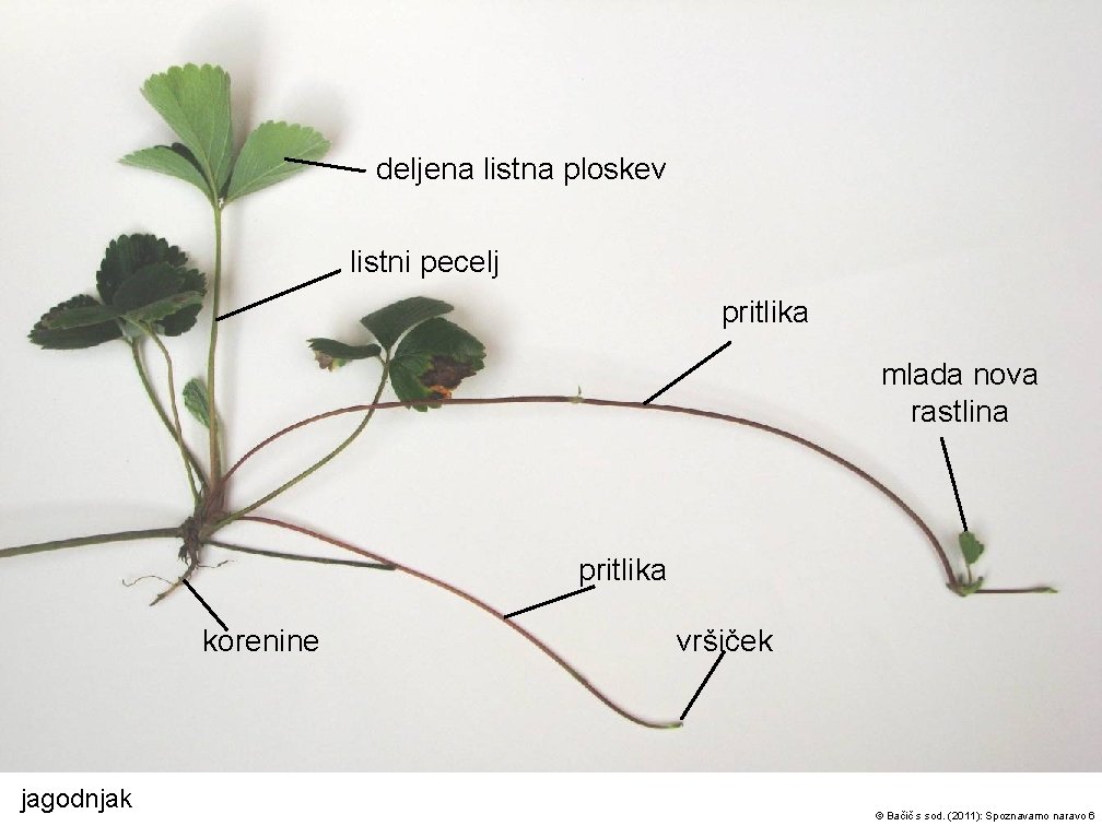 deljena listna ploskev listni pecelj pritlika mlada nova rastlina pritlika korenine jagodnjak vršiček ©