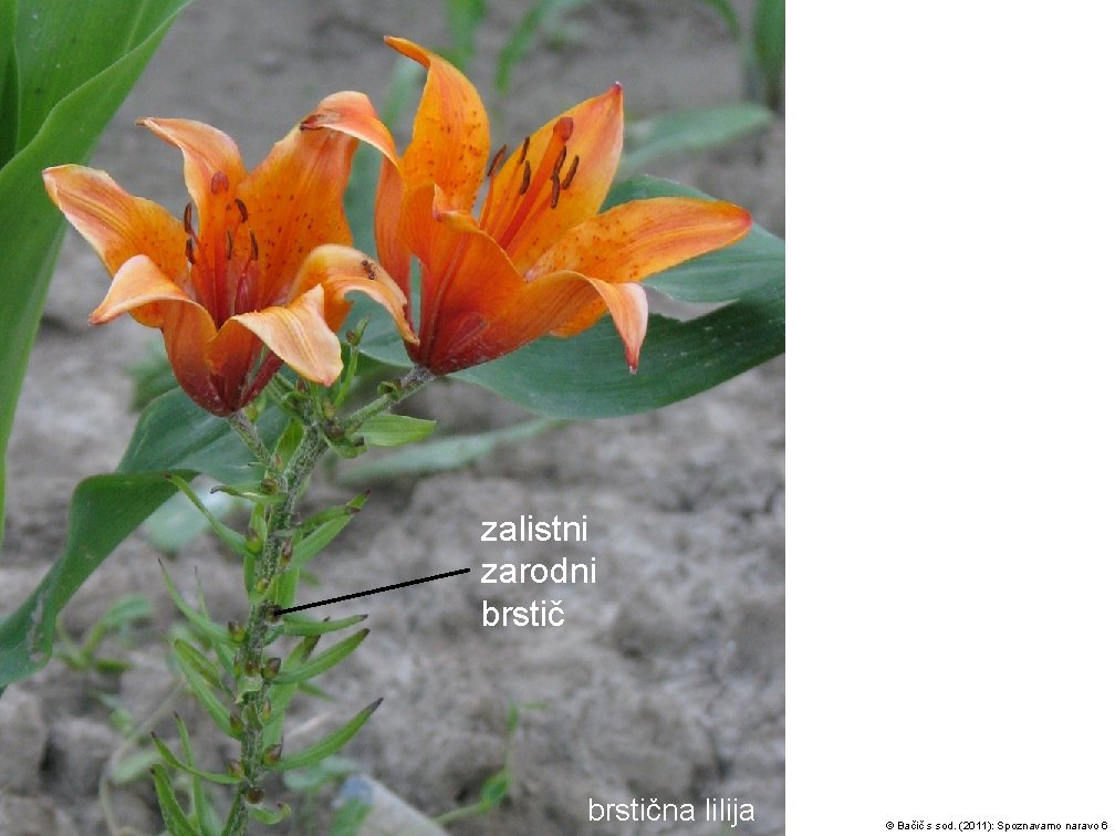 zalistni zarodni brstična lilija © Bačič s sod. (2011): Spoznavamo naravo 6 