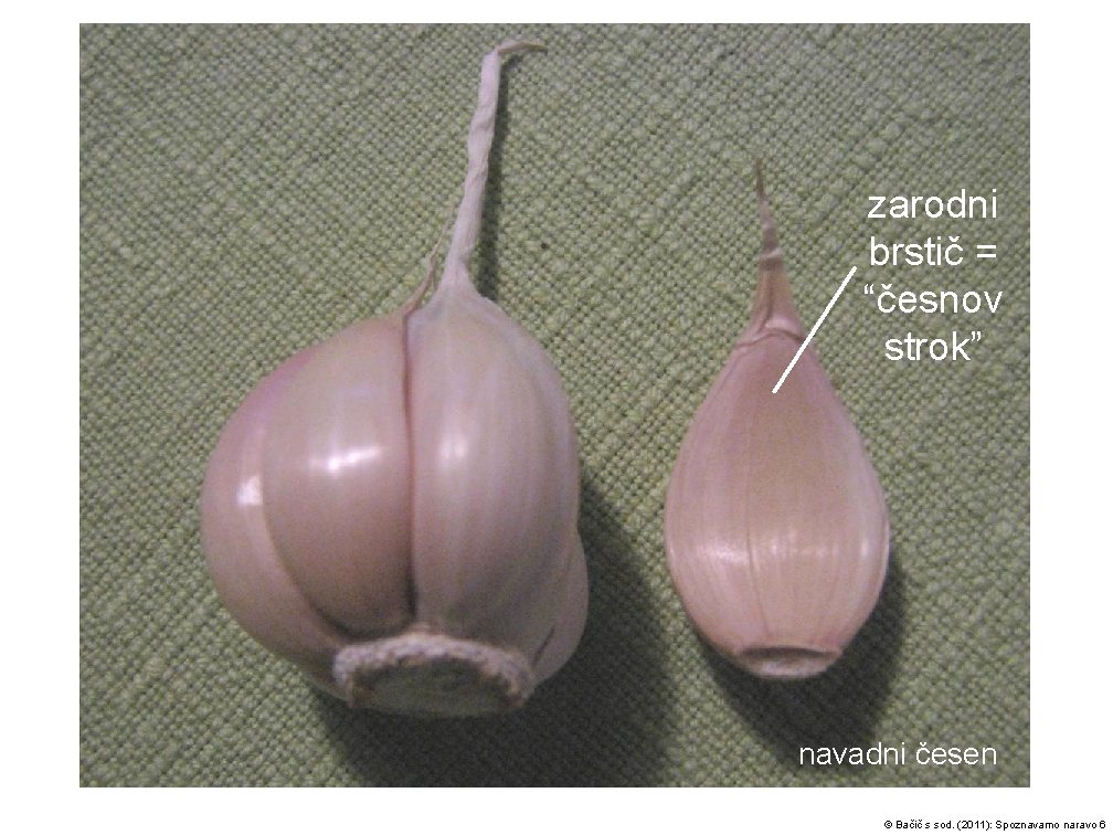zarodni brstič = “česnov strok” navadni česen © Bačič s sod. (2011): Spoznavamo naravo