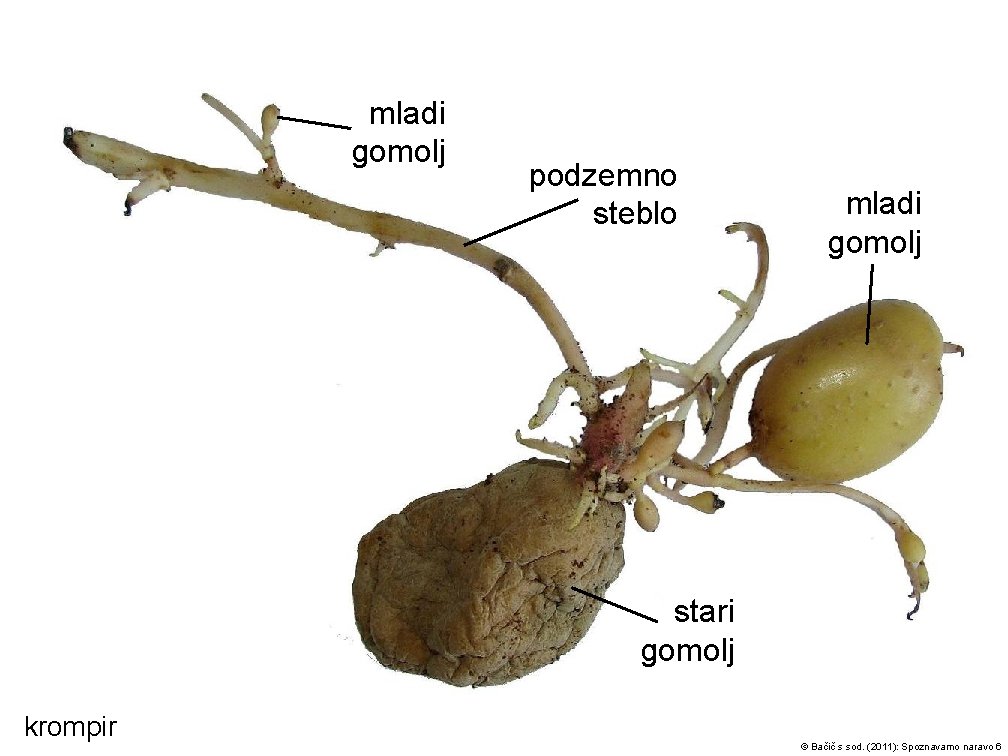 mladi gomolj podzemno steblo mladi gomolj stari gomolj krompir © Bačič s sod. (2011):
