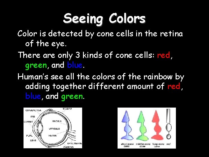 Seeing Colors Color is detected by cone cells in the retina of the eye.