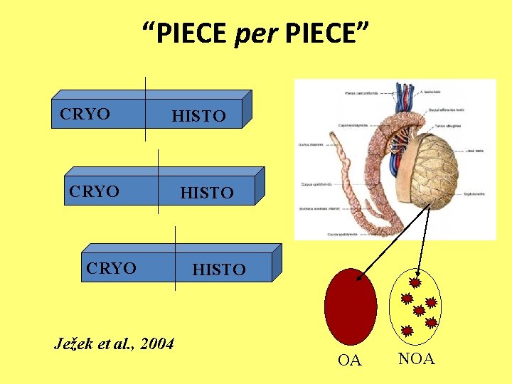 “PIECE per PIECE” CRYO HISTO CRYO Ježek et al. , 2004 HISTO OA NOA