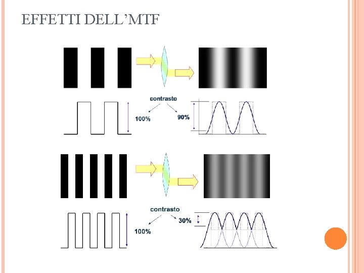 EFFETTI DELL’MTF 