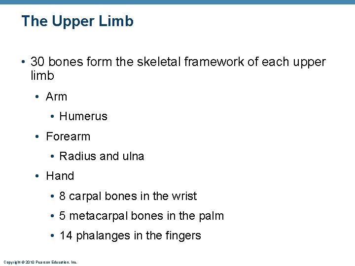 The Upper Limb • 30 bones form the skeletal framework of each upper limb