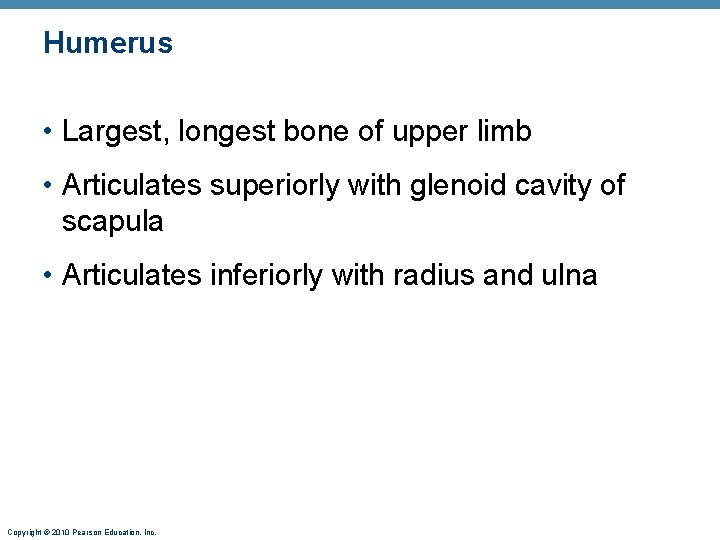 Humerus • Largest, longest bone of upper limb • Articulates superiorly with glenoid cavity