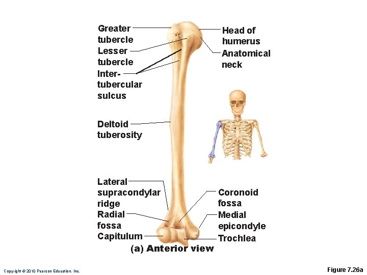 Greater tubercle Lesser tubercle Intertubercular sulcus Head of humerus Anatomical neck Deltoid tuberosity Lateral